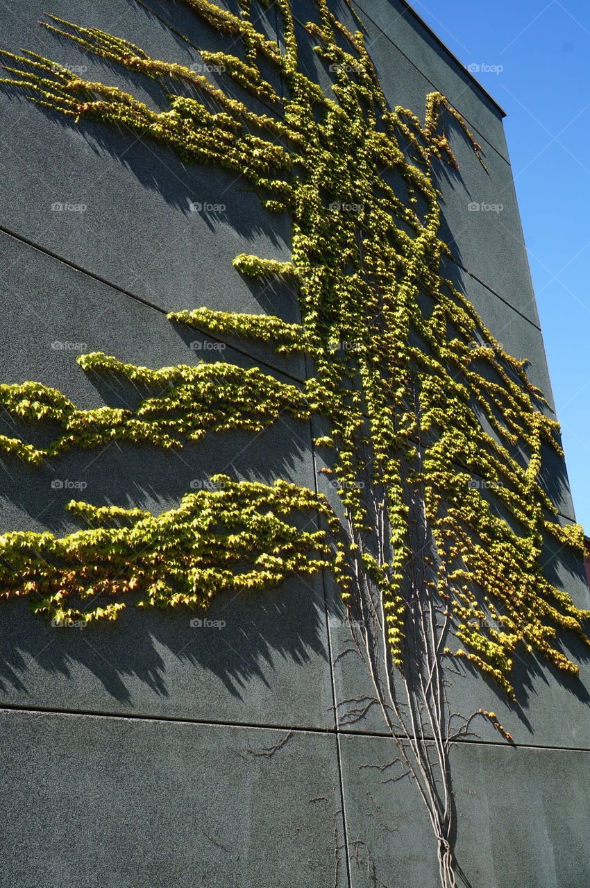 green nature wall tree by lexlebeur