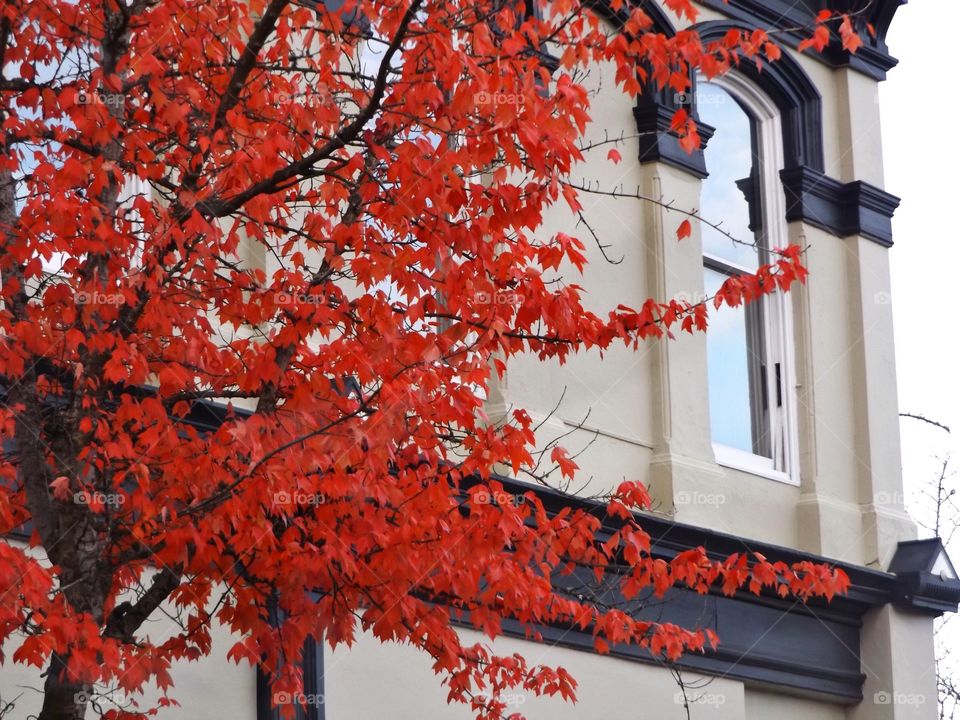 Tree with red leaves