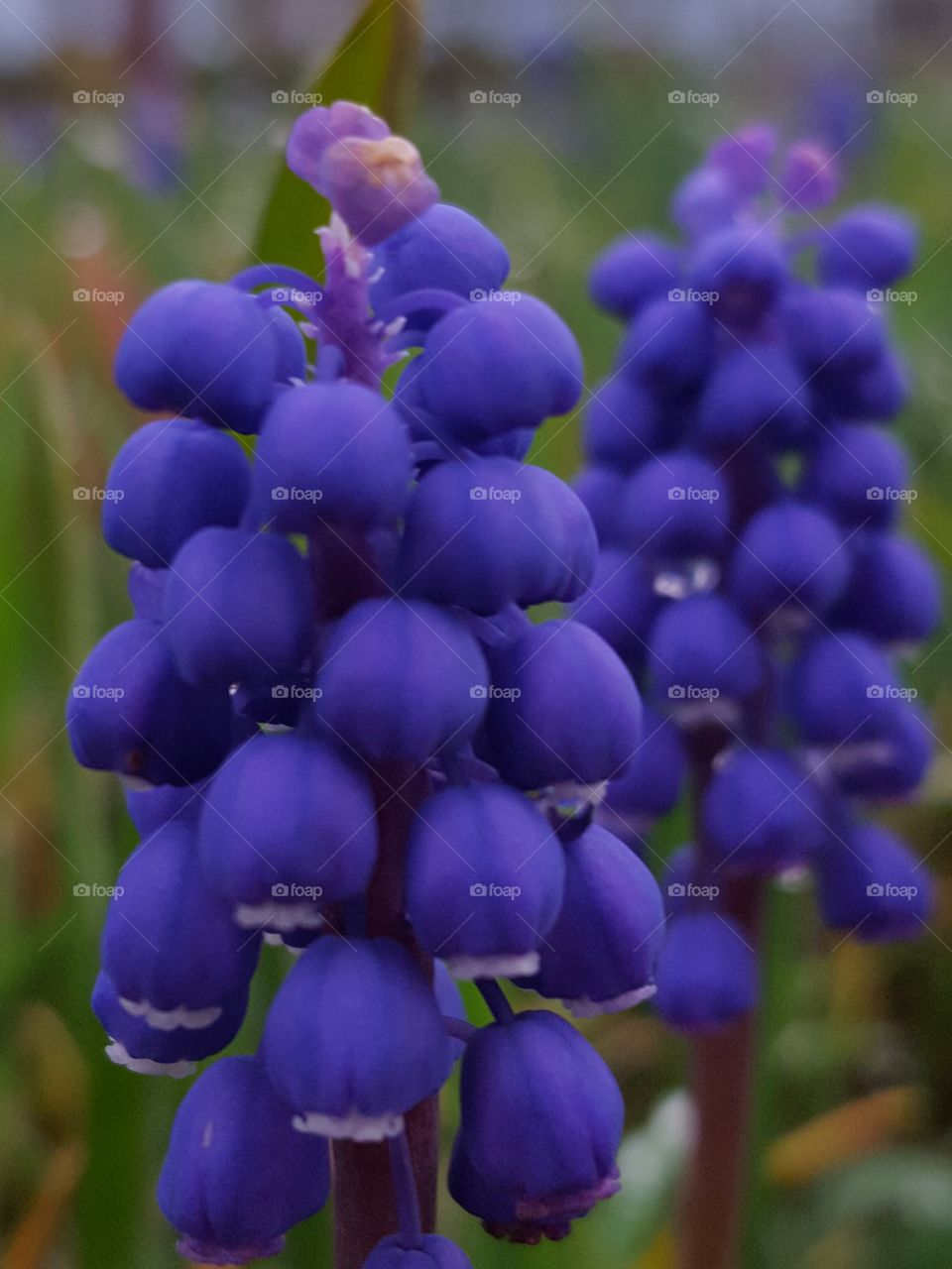 spring blue bells