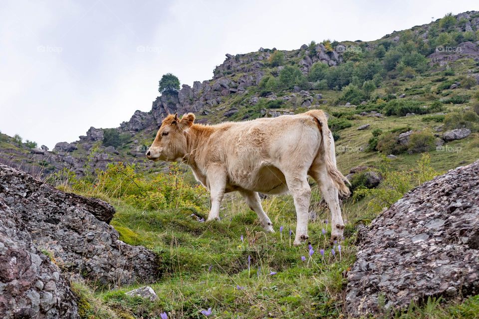 cow on the mountains