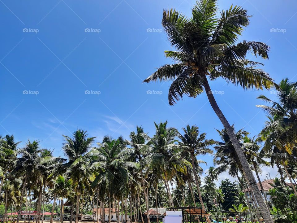 Coconut Trees