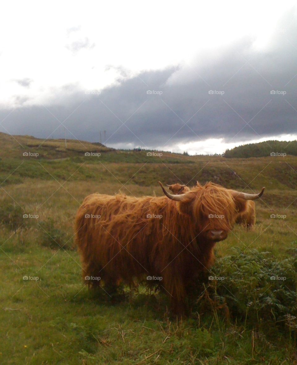 cow in Scotland