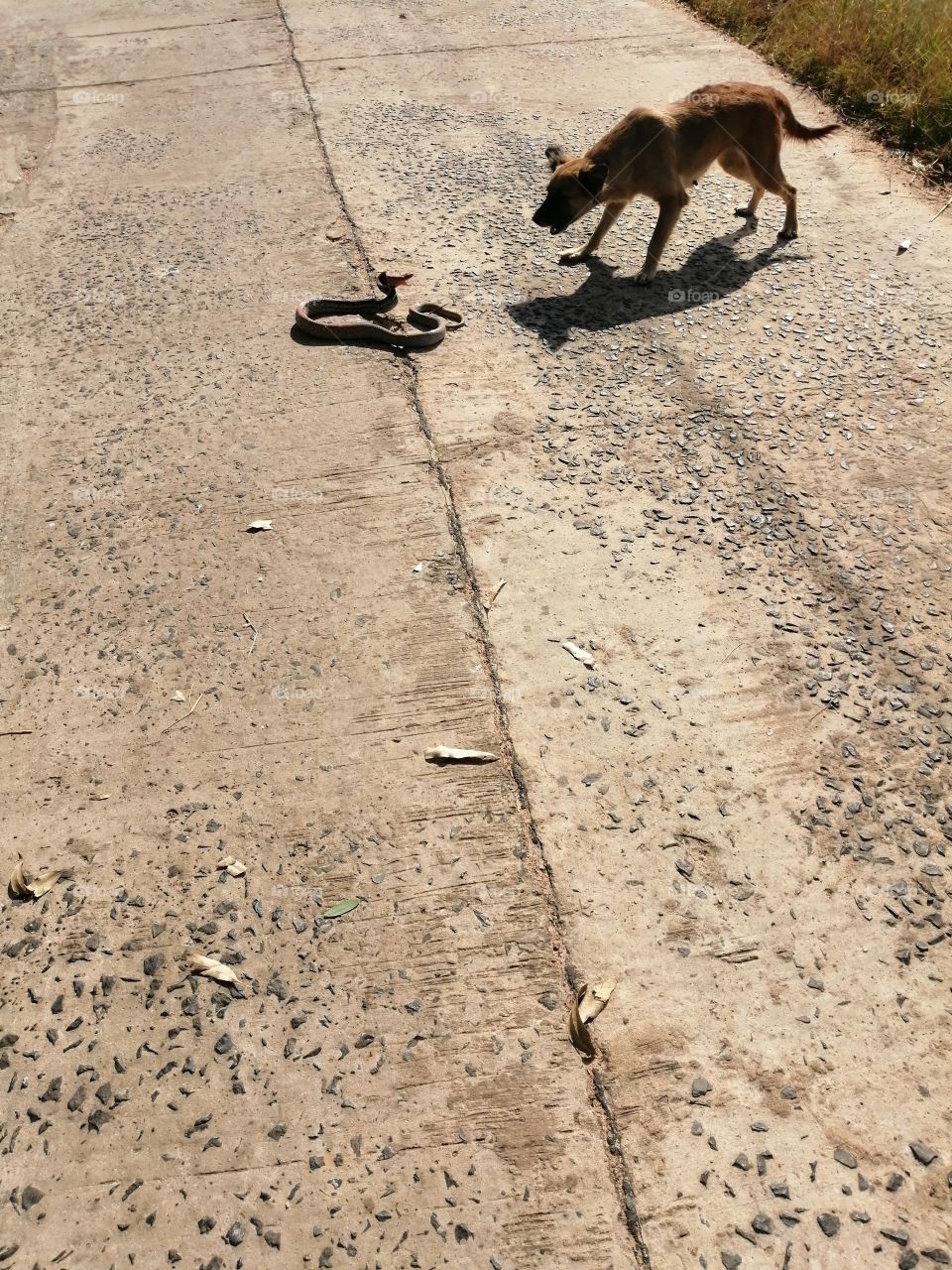 Snake dog with cobra