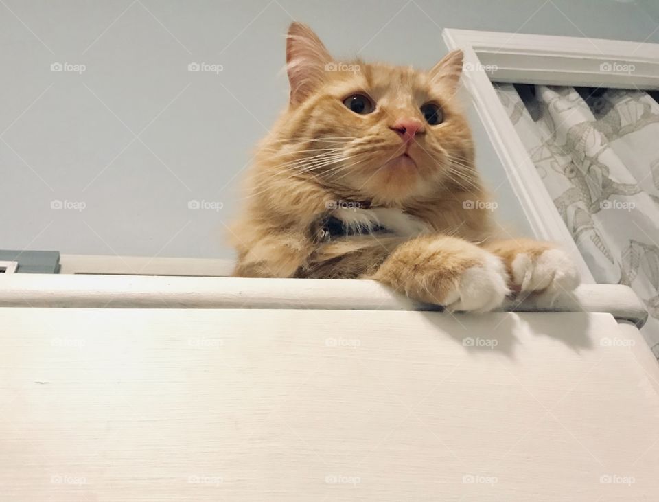 Cat lounging on edge of dresser indoors