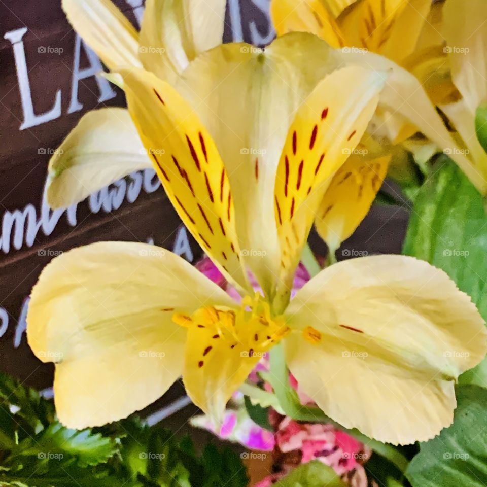 Glowing colours, nature is beautiful 🌸