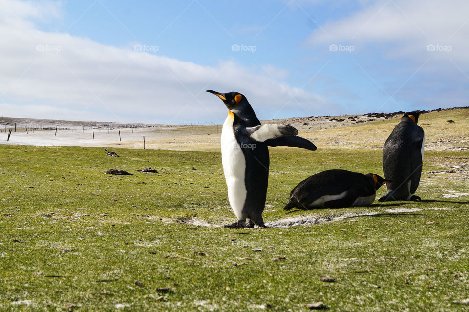 r penguin Falklands