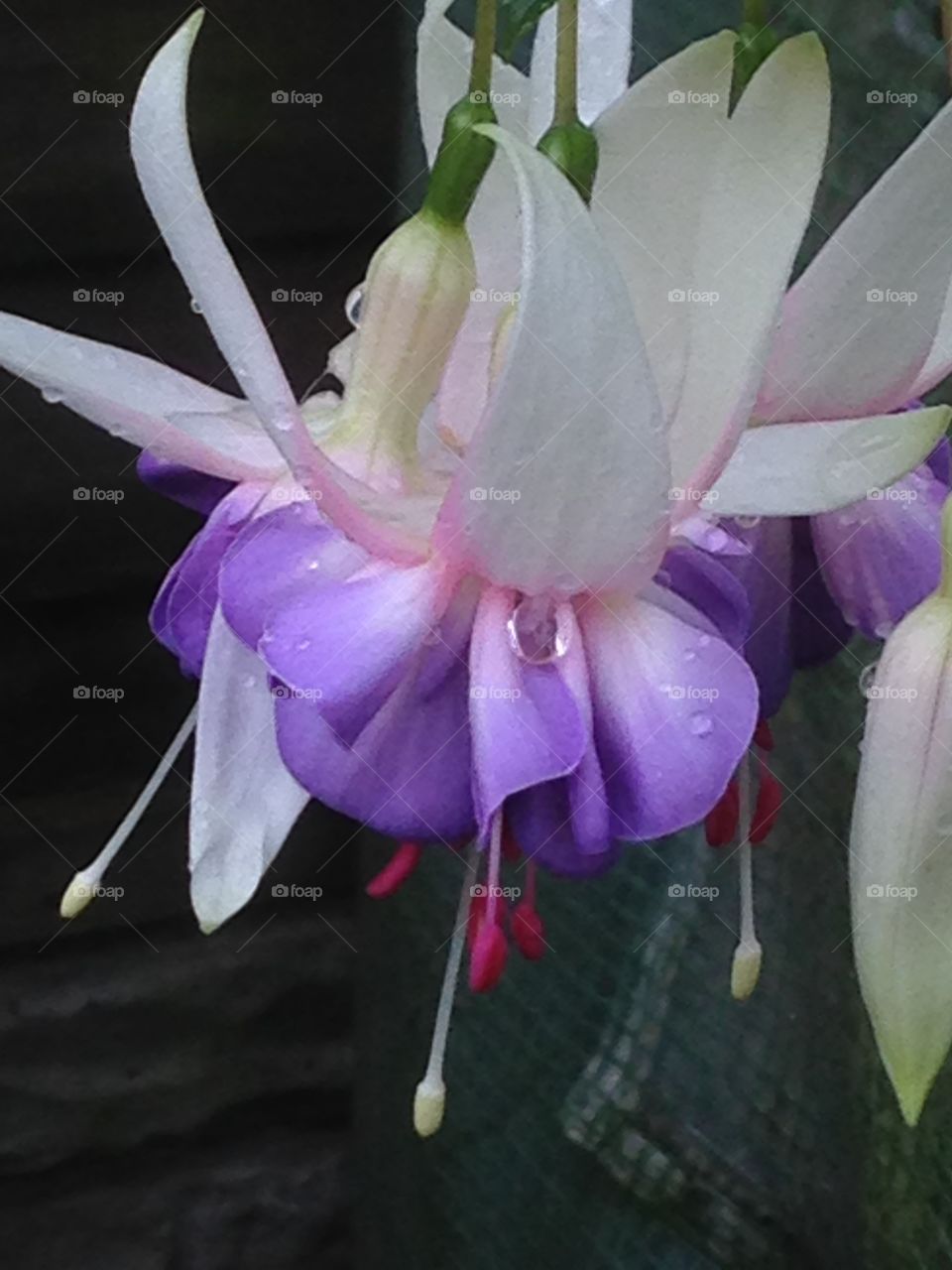 Raindrops on a pretty fuchsia. One of my favourite fuchsias in the garden with a raindrop trapped in the petals