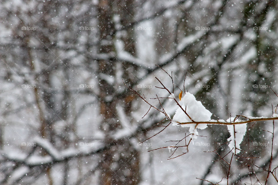 Snow Piled on a Branch with a Snowy Forest in the Background