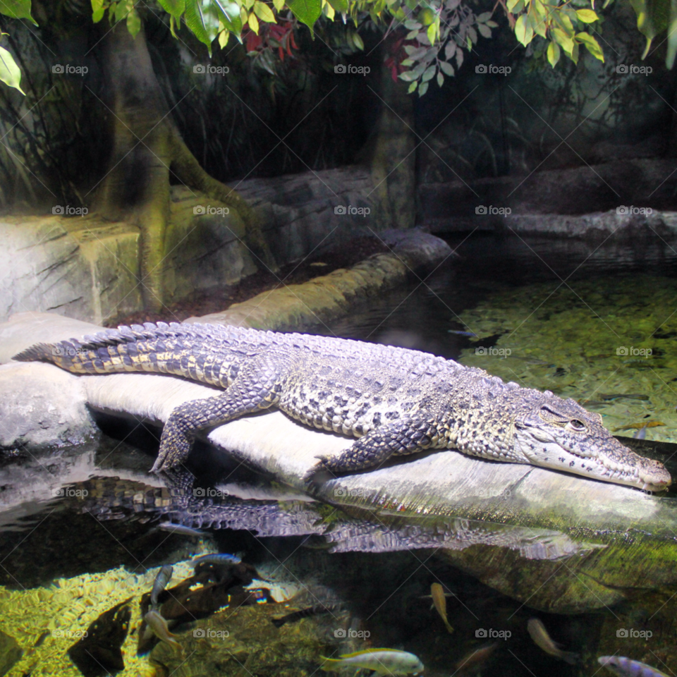 crocodile predator canadian by levyatan