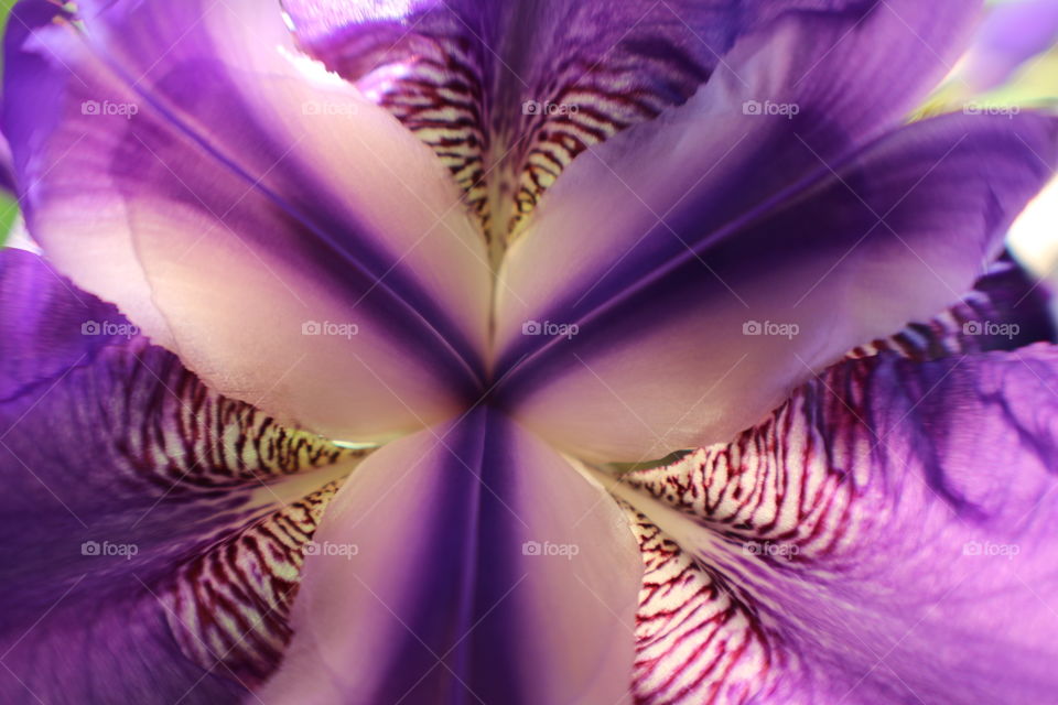 Inside an iris. I put my camera inside a flower to capture the beauty from the inside.