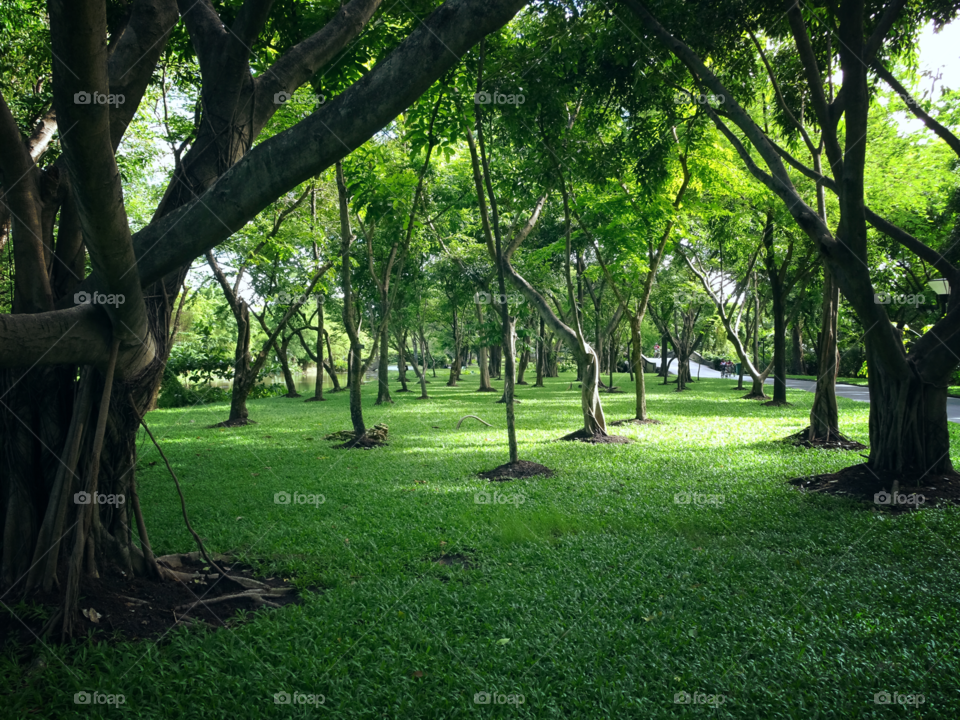 green nature. nation park in bangkok city Thailand