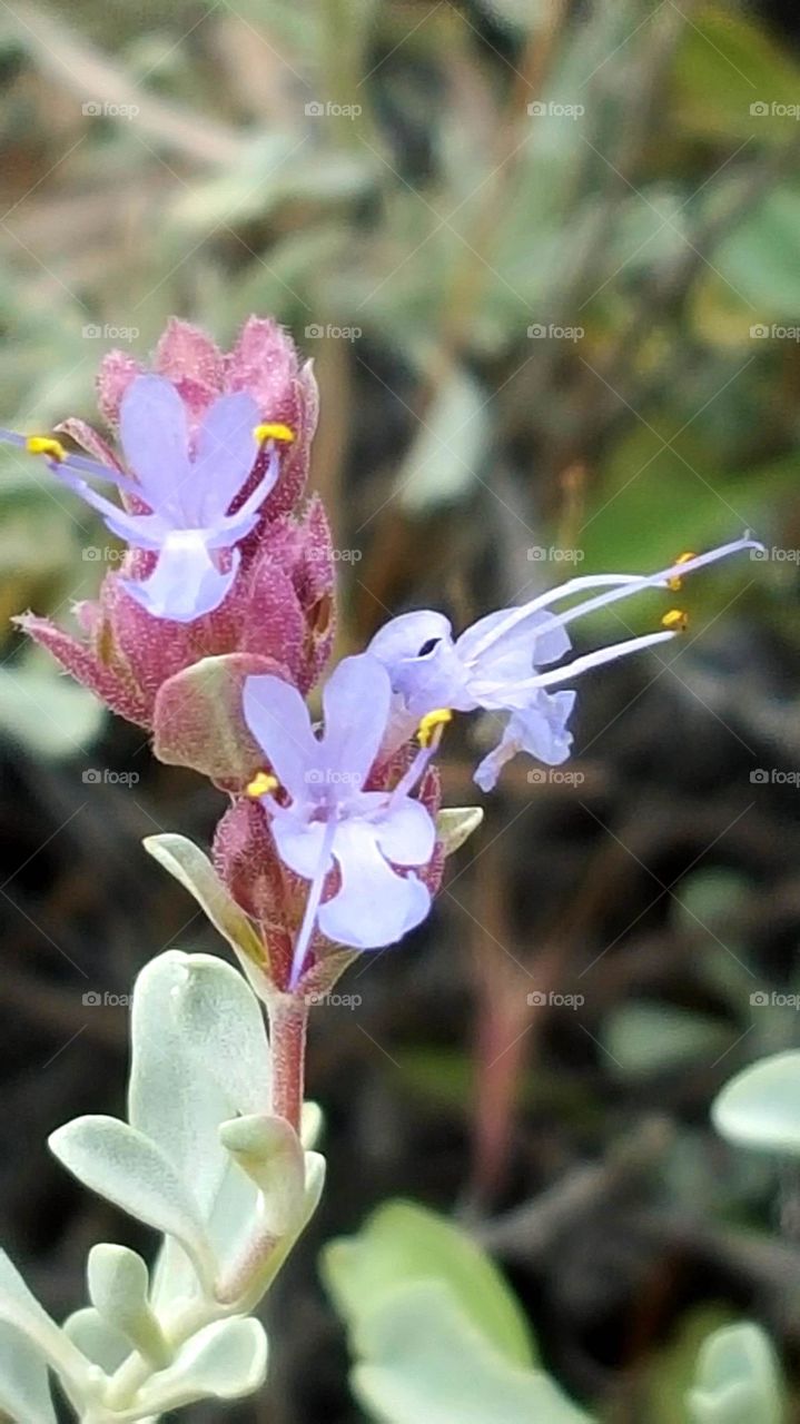 High Desert Flower