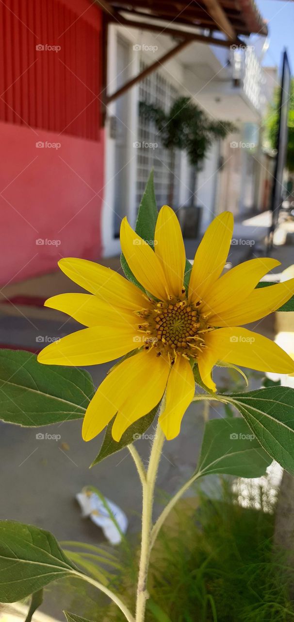 girassol na rua