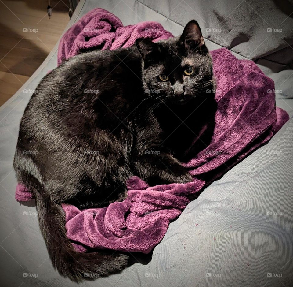 Black cat lounging on purple blanket