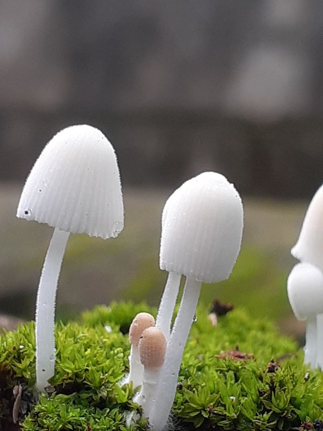 mushrooms it is like a little family