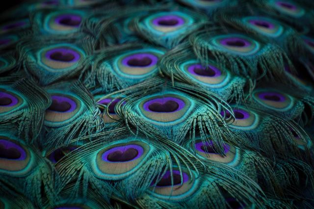 Feathers from peacock tail