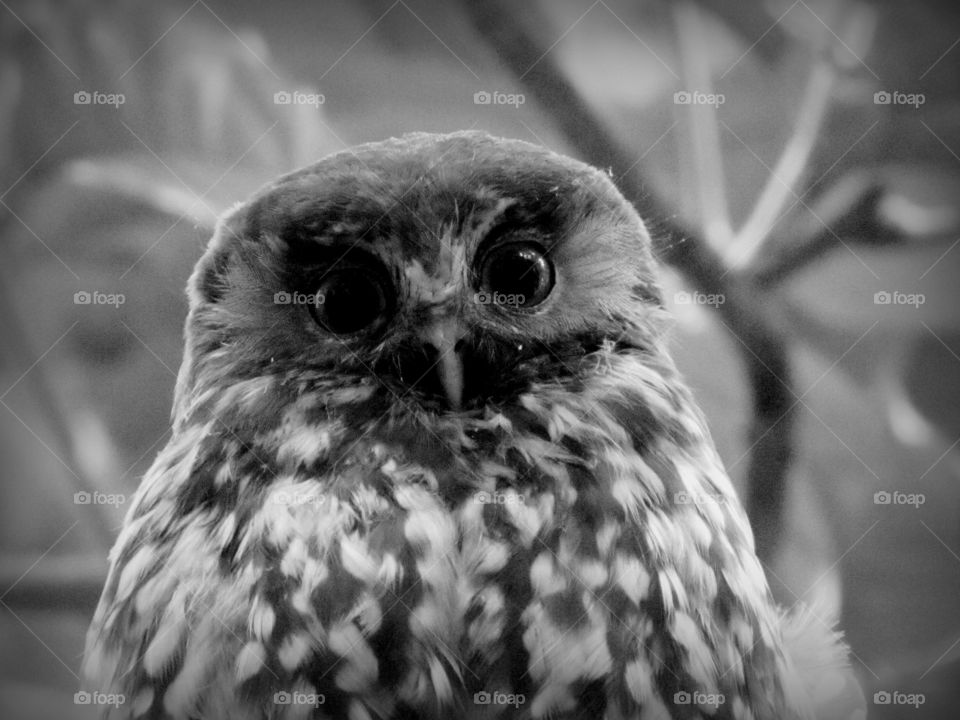 Morepork Owl