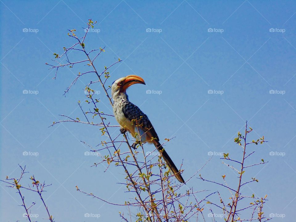 Redbill Hornbill 