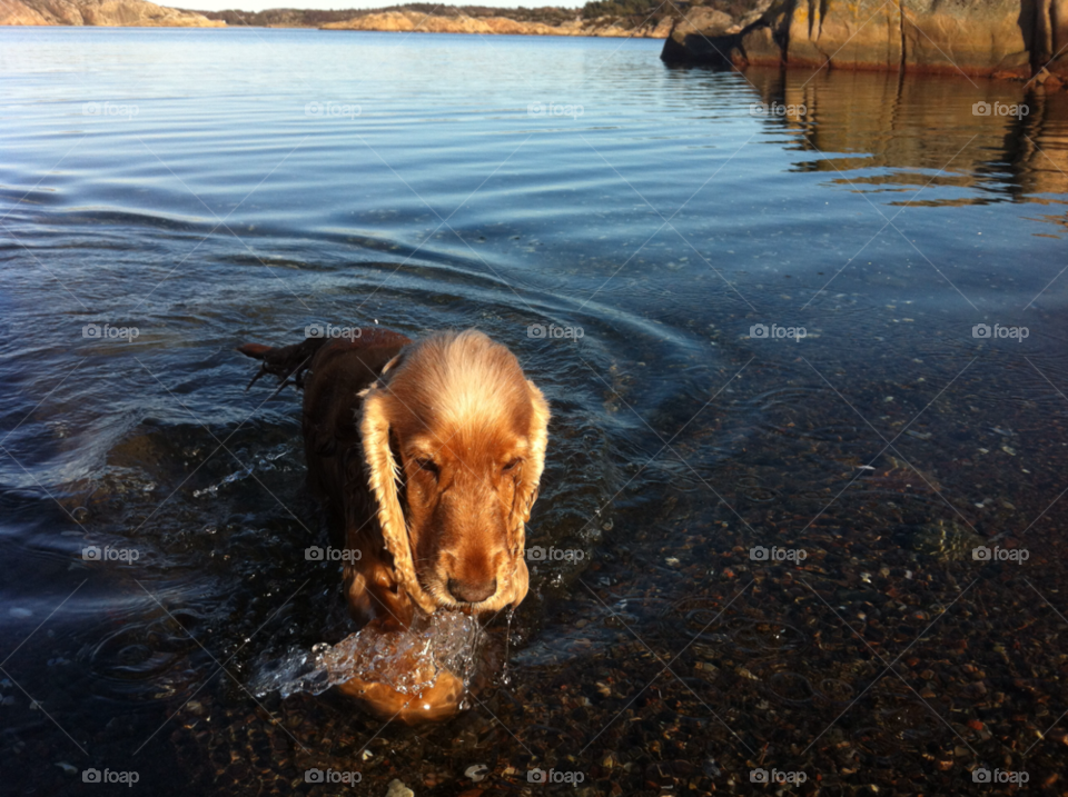 dog water pet sea by calleg