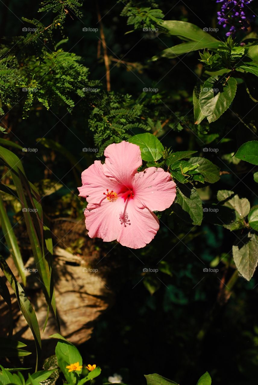 Pink hibiscus 