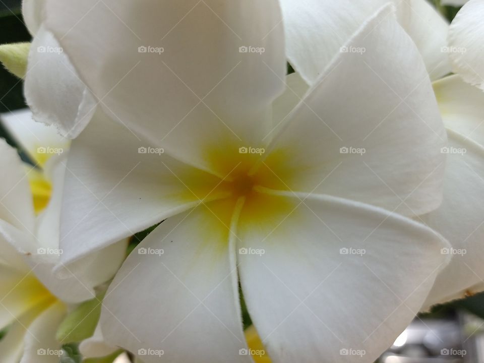 Beautiful Plumeria Flower