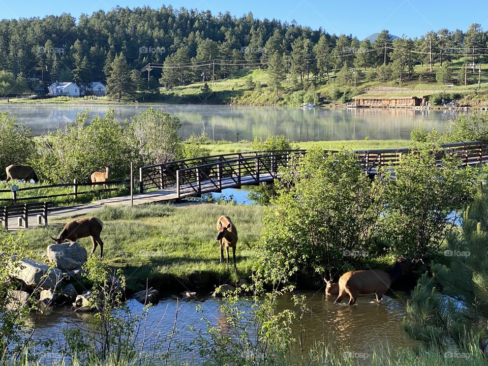 Colorado Animals