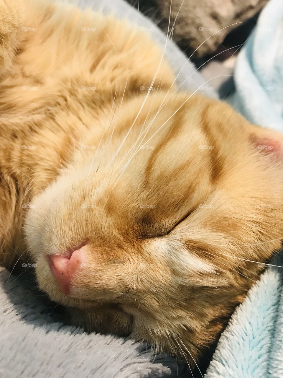 Darling orange tabby kitty cat all cuddled up in cozy blankets on bed! 