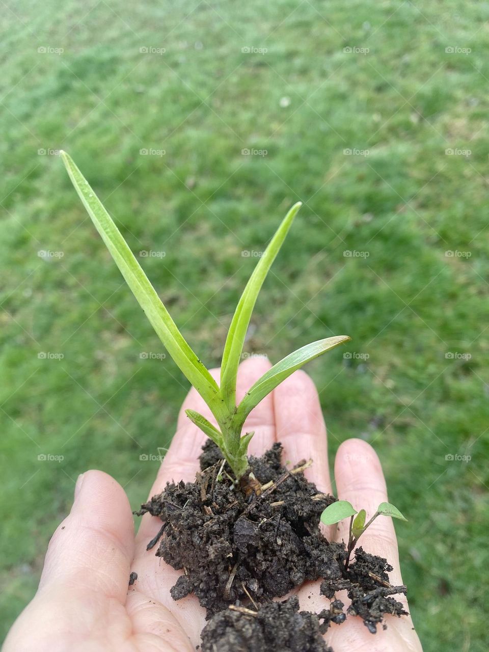 Springtime new plant growth in the palm of my hand