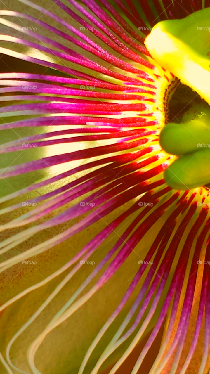"Featherd Passion Flower"