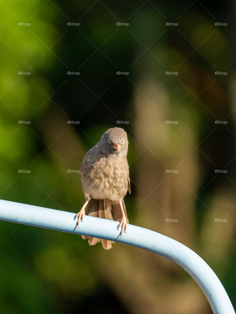 Jungle Babbler