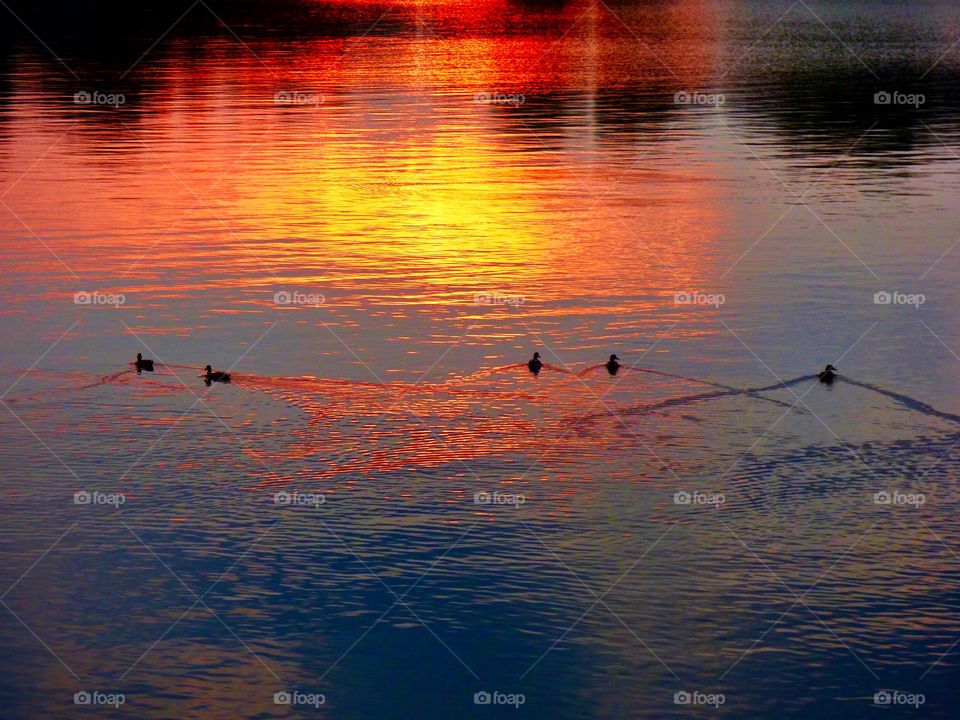 Cute sunset ducks. 