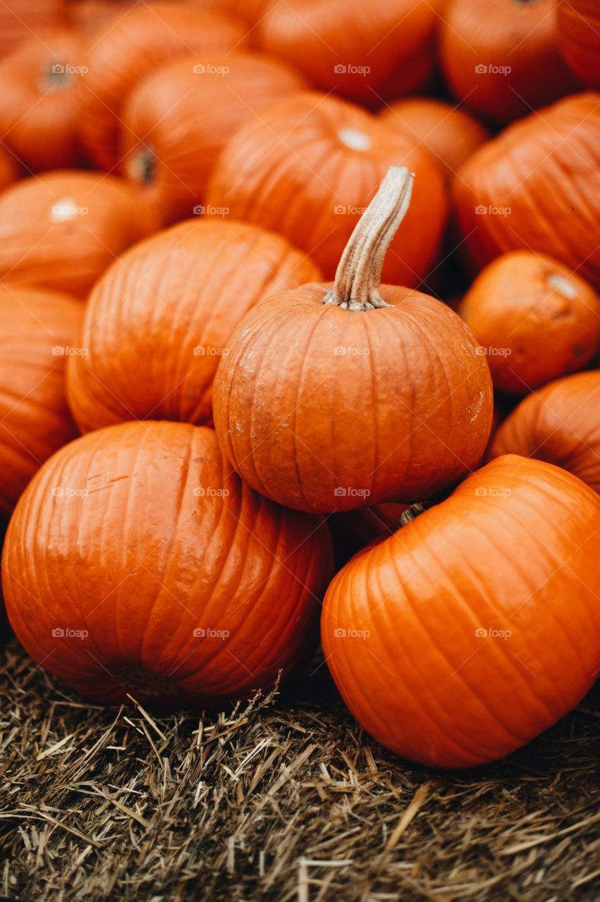 harvest of autumn pumpkins on a farm