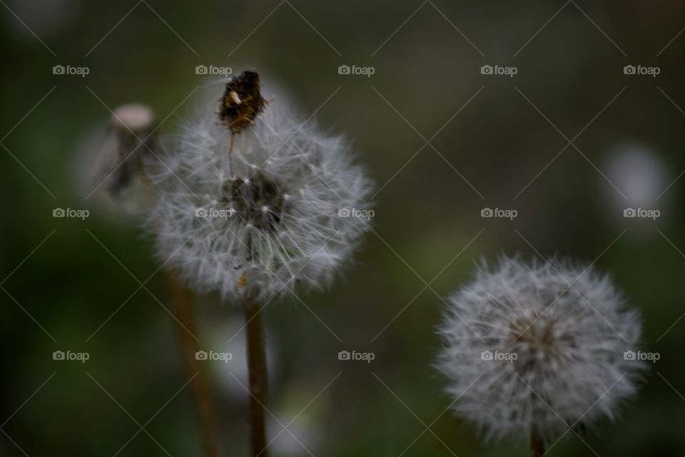 dandelion