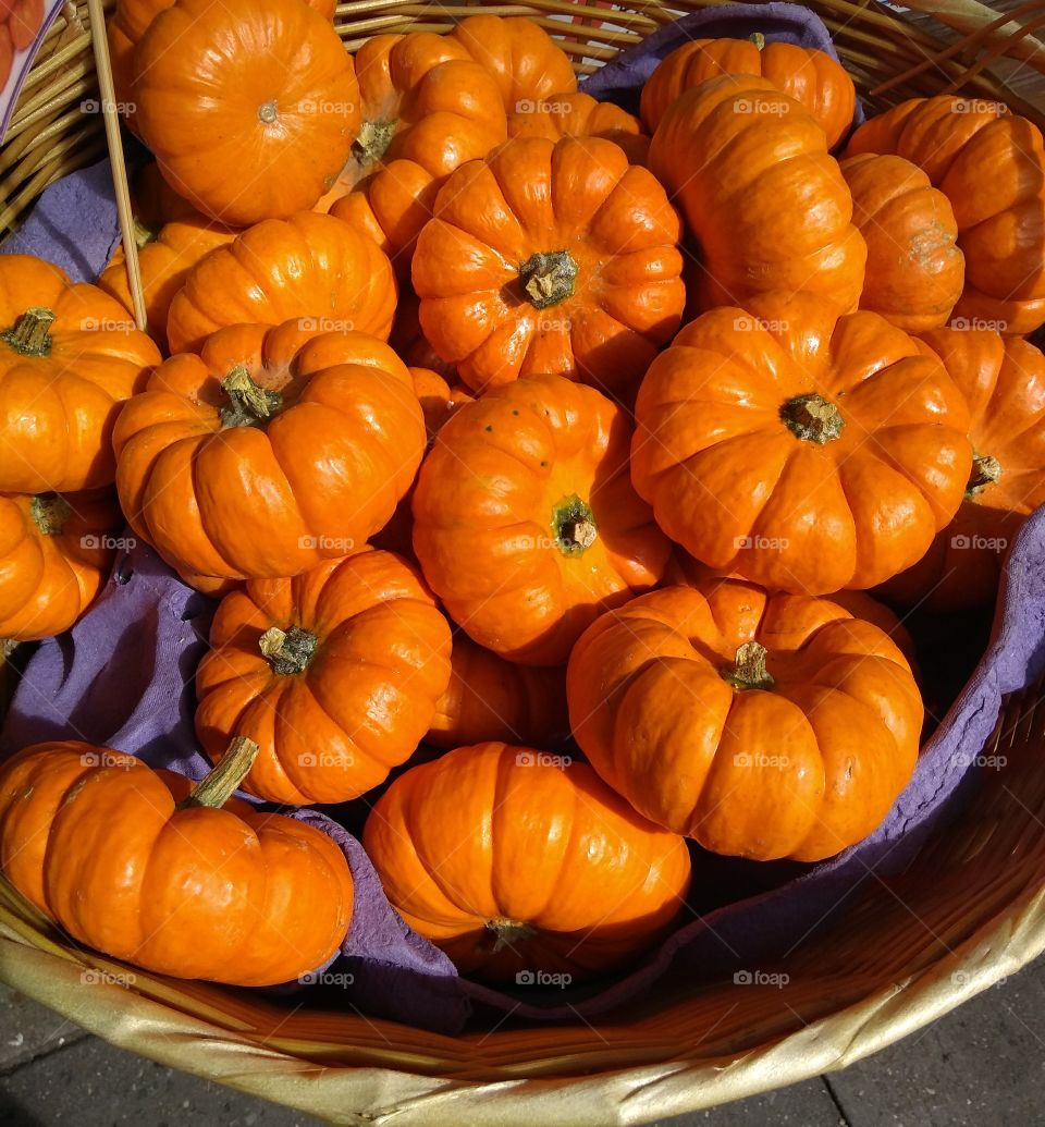 Mini Pumpkins