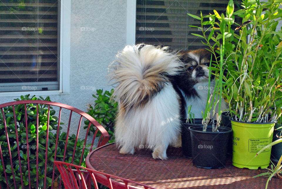 house plants and house pet