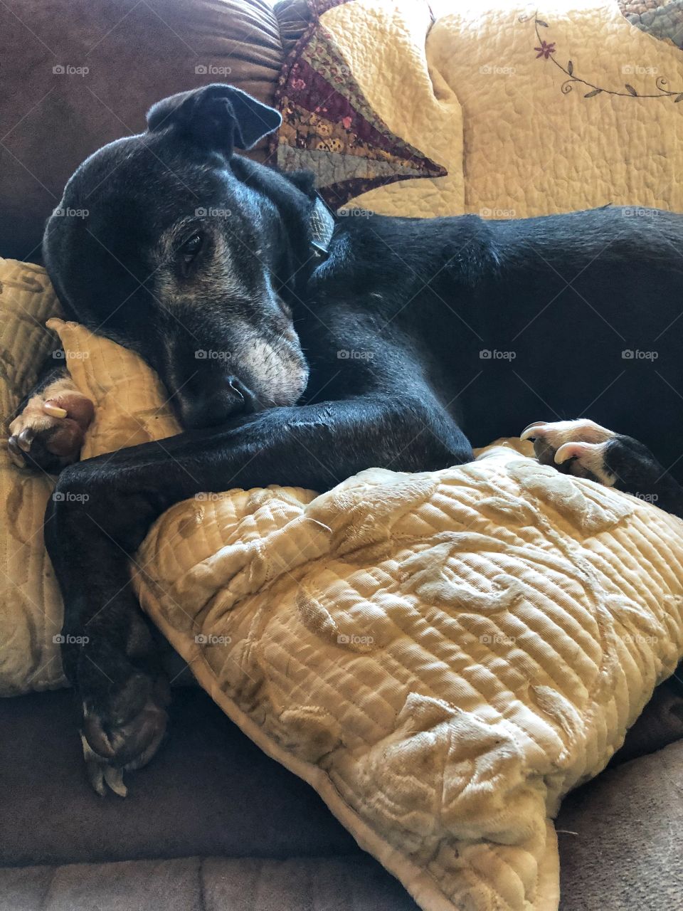 Old dog snuggling a pillow...very sweet