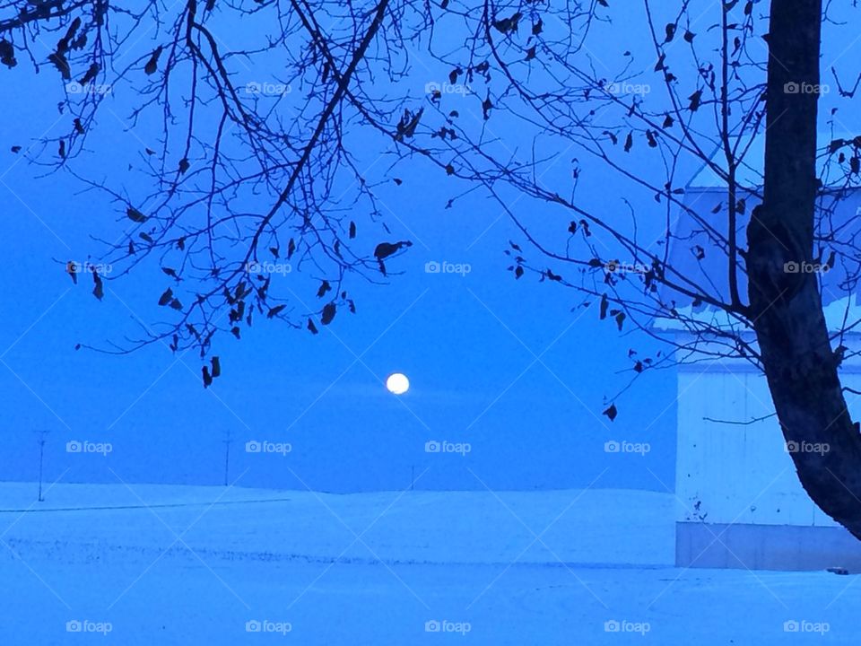 Barnyard by moonlight