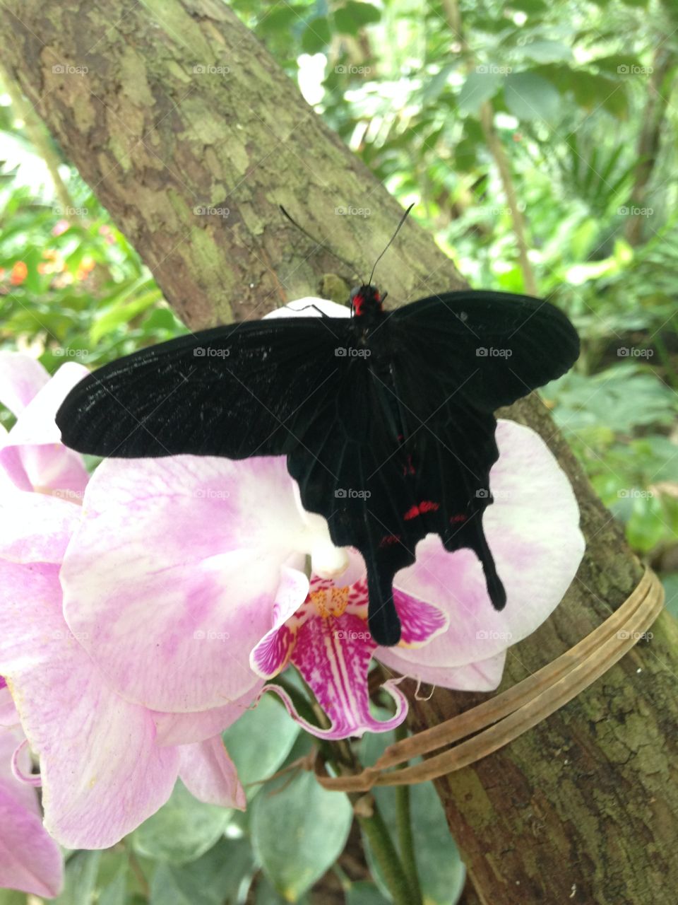Close-up of a butterfly on flower