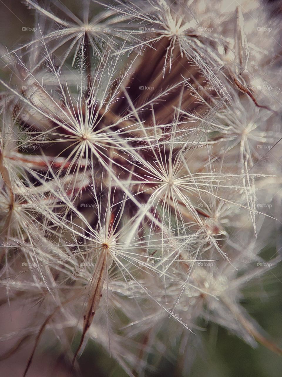 Dandelion