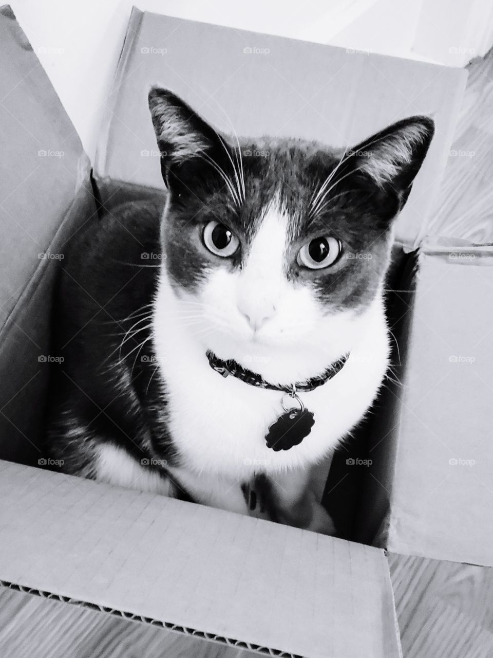 Black and white cat playing in box
