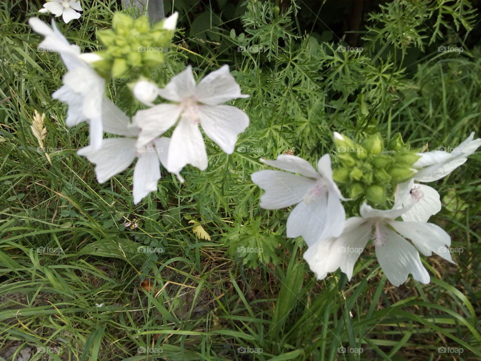 Flowera in Schwarzwald