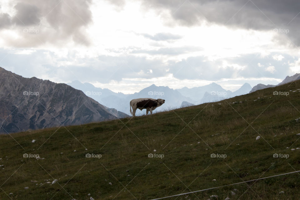 Cow mooing in the Alps mountains at dusk  - råmande ko i alperna berg vid skymning