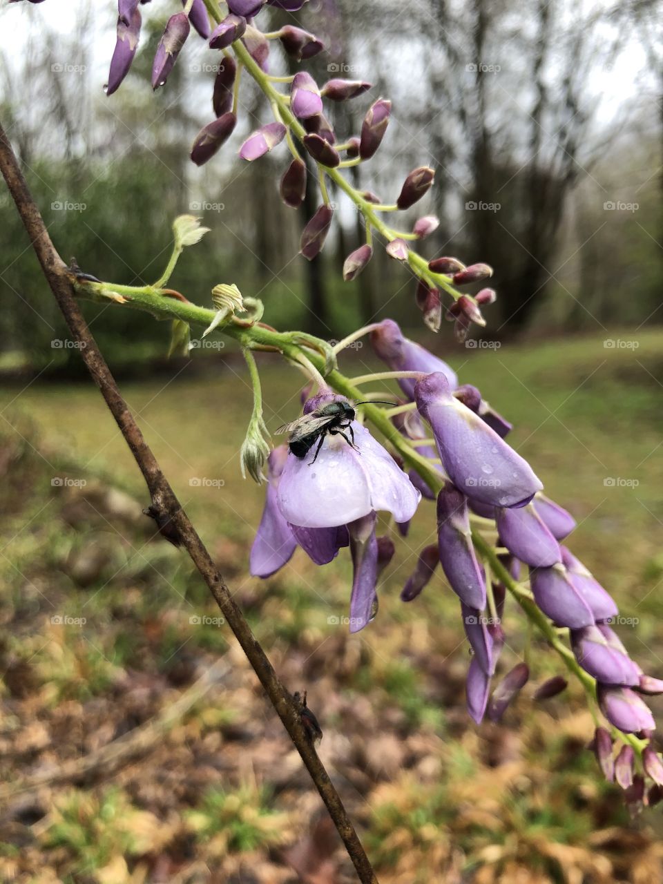 Insect on wisteria bloom after springtime storms 