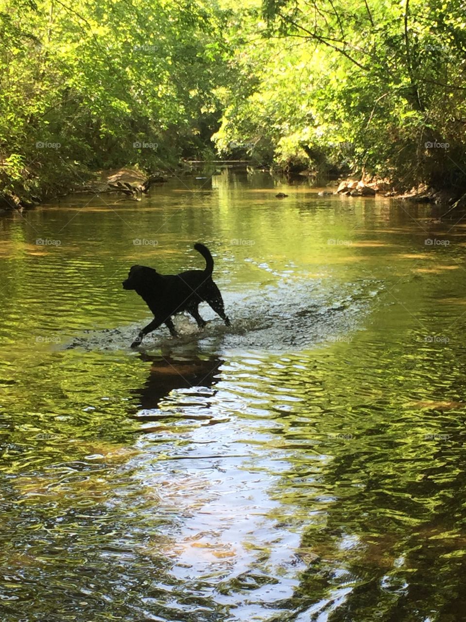 Labrador Reflection
