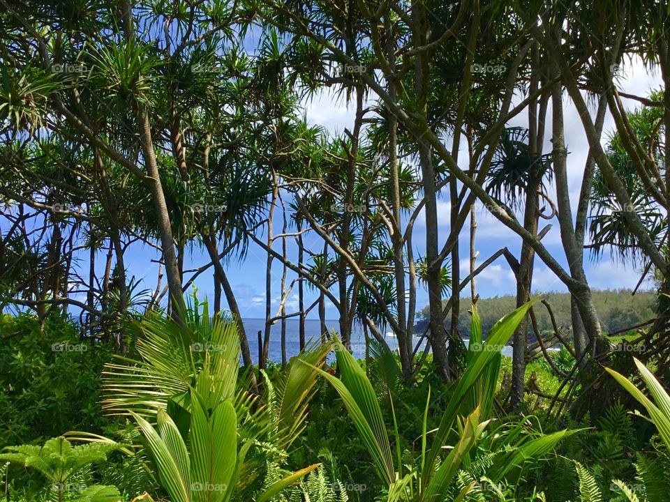 Ocean through the trees