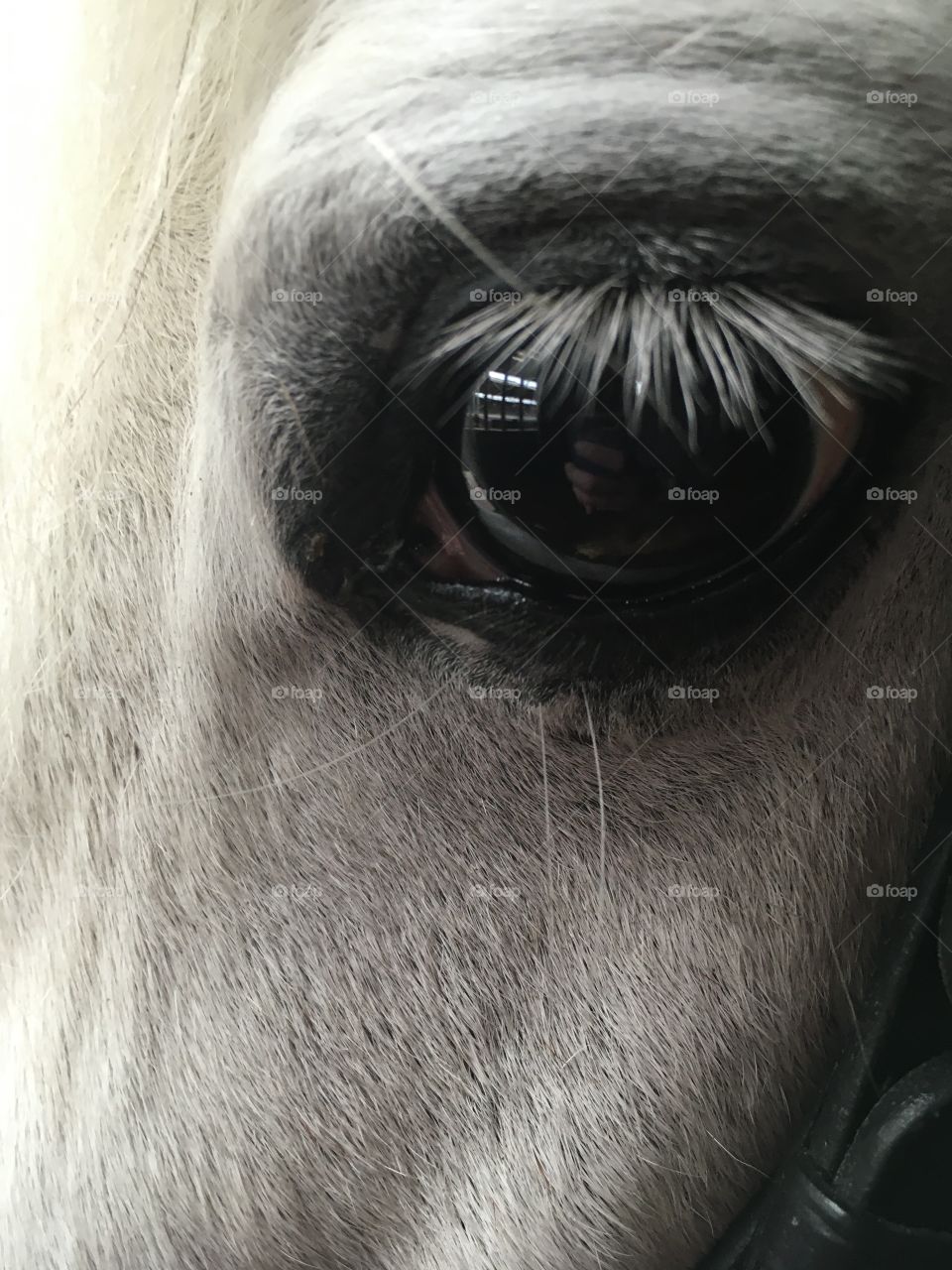 Eye of a pony Anne the Netherlands 