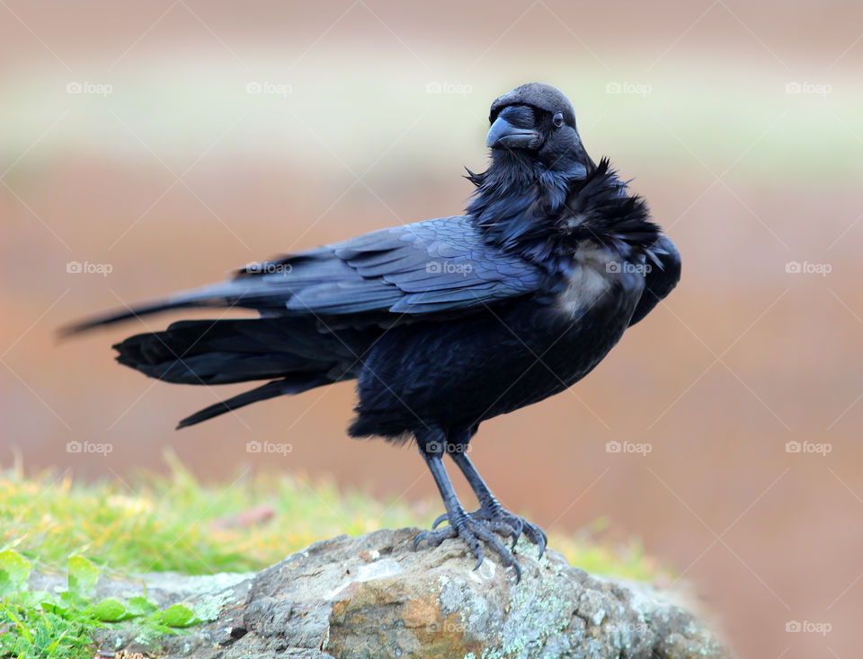 Raven with his iridescent feathers being blown in the wind