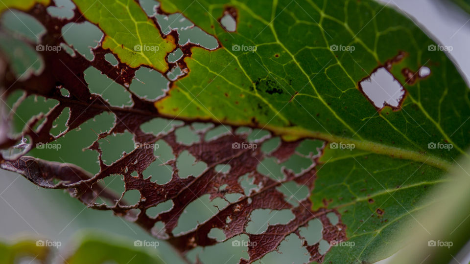 Half eaten leave. The beauty in the jumprope between life and death. The striking contrast between green and brown in the same leave.