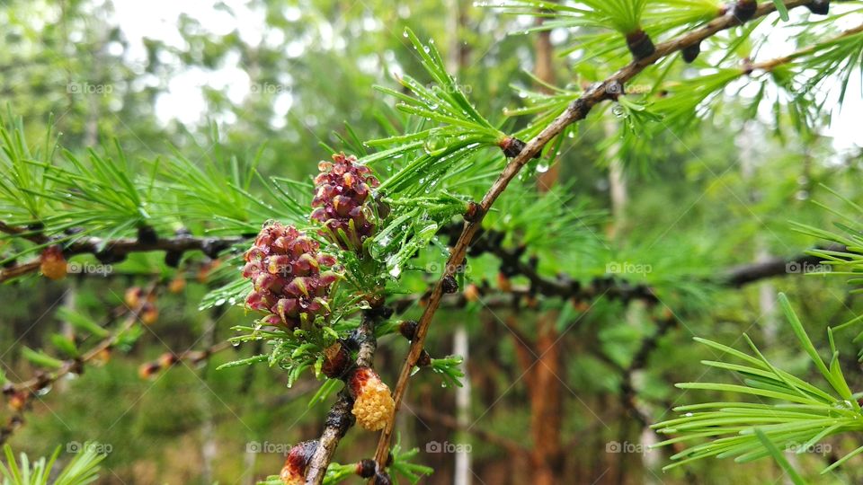 pines at rainy day