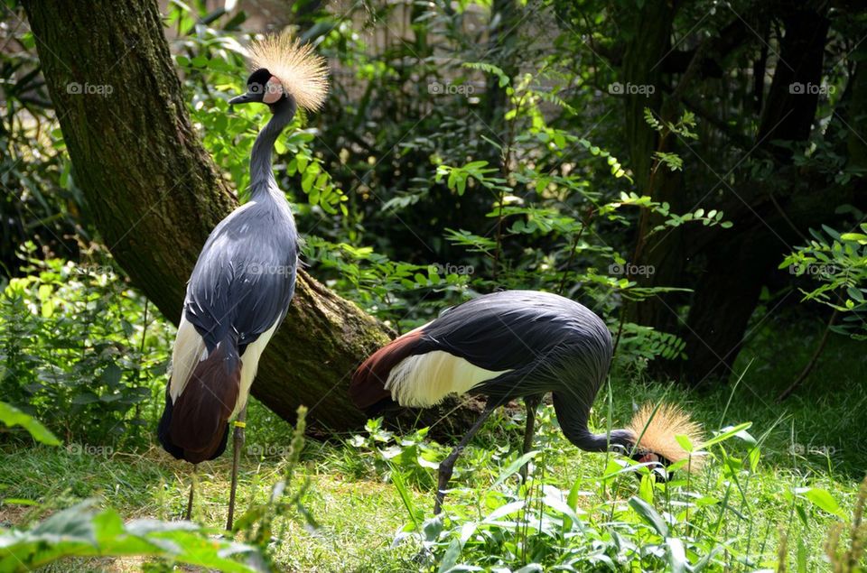 Grey Crowned Crane in the zoo.